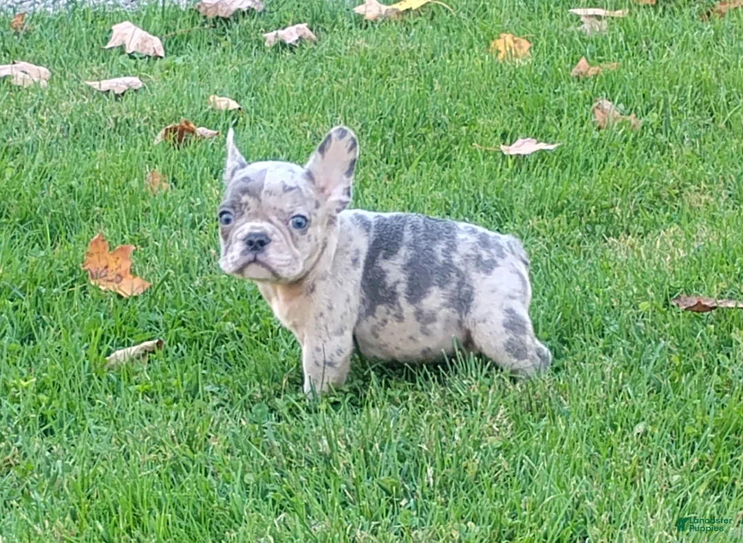 French Bulldog dogs for sale: Hero - Ad 2