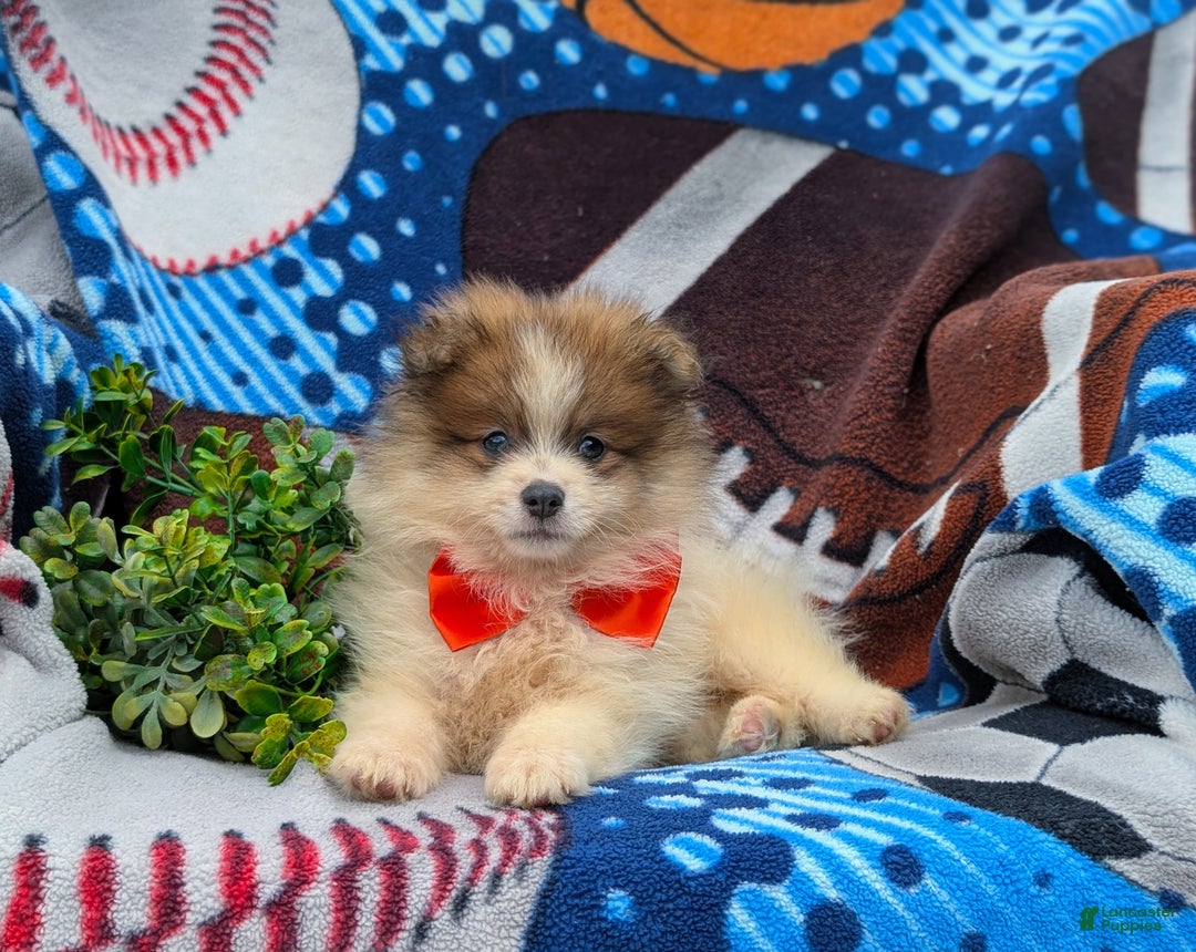 Pomeranian dogs for sale: Kent Genetic Testing - Ad 8