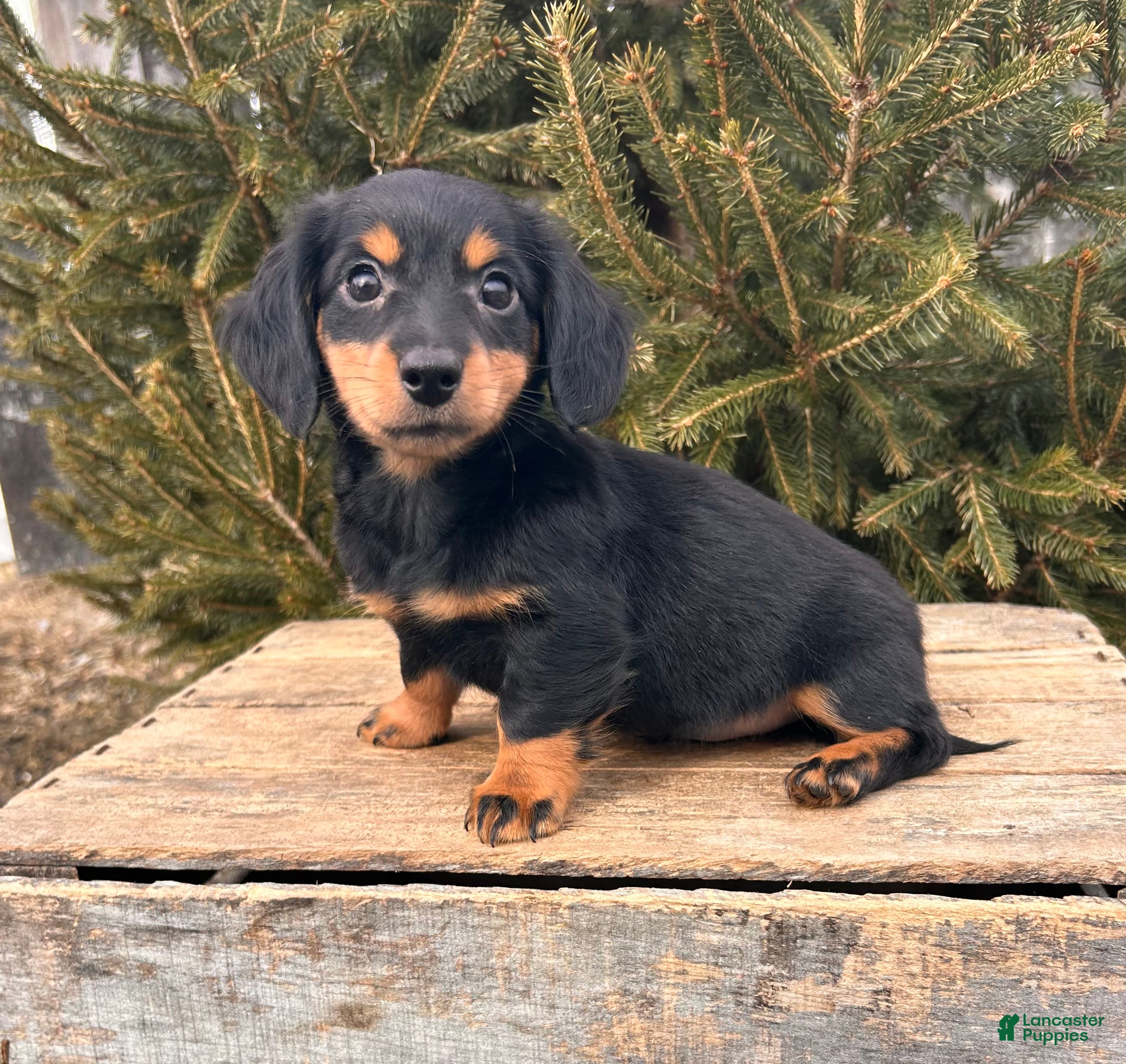 Miniature Dachshund dogs Mason - Ad 1