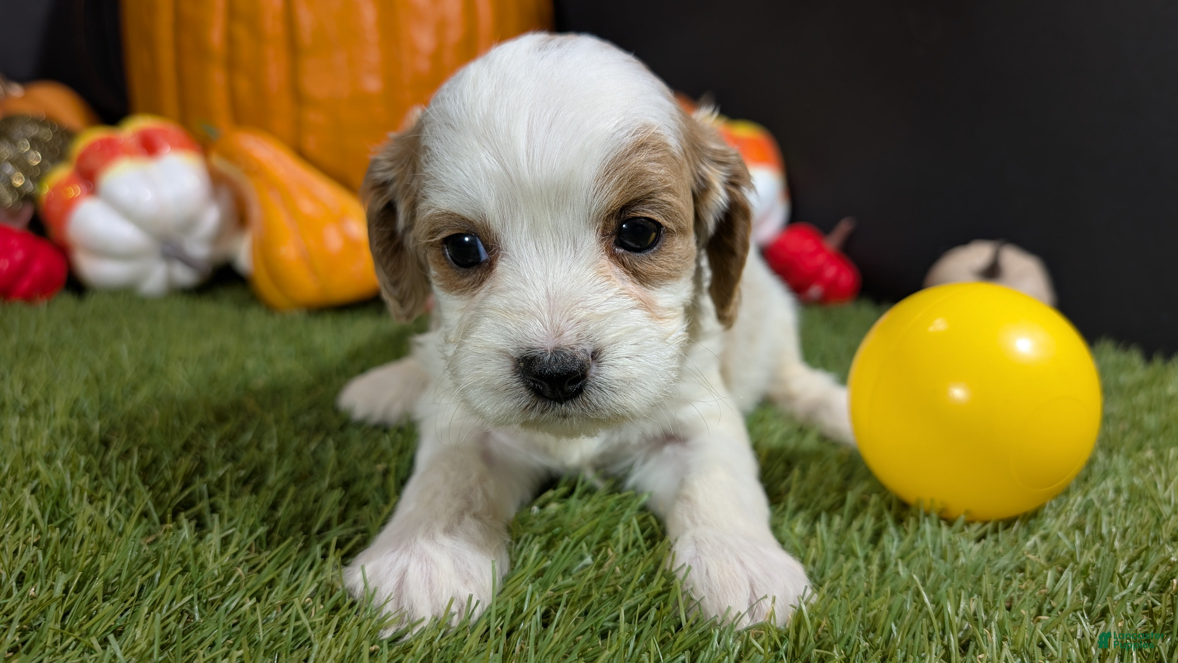 Cavapoo dogs Cavapoo Puppy 7 - Ad 23