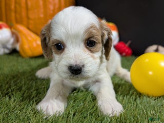 Cavapoo dogs Cavapoo Puppy 7 - Ad 27