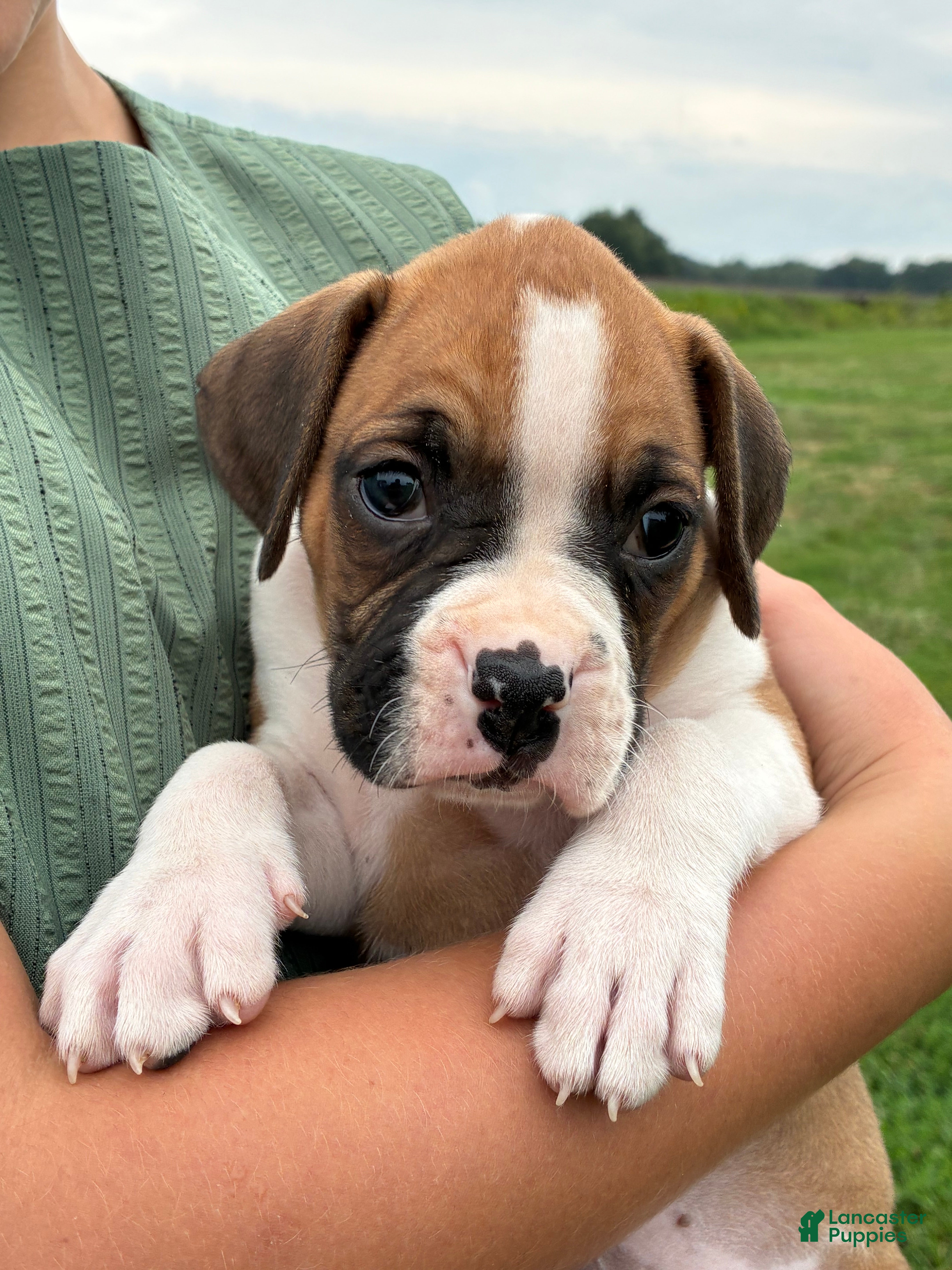 Boxer dogs Connie - Ad 2