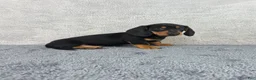 Miniature Dachshund dogs for sale: Milo - Ad 3