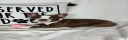 Boston Terrier dogs for sale: Betty - Ad 4
