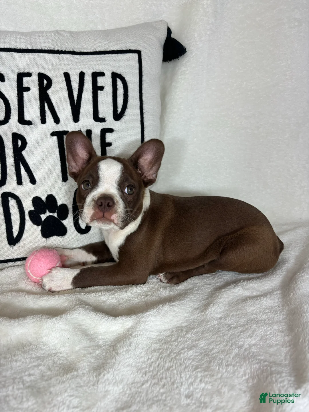 Boston Terrier dogs for sale: Betty - Ad 4