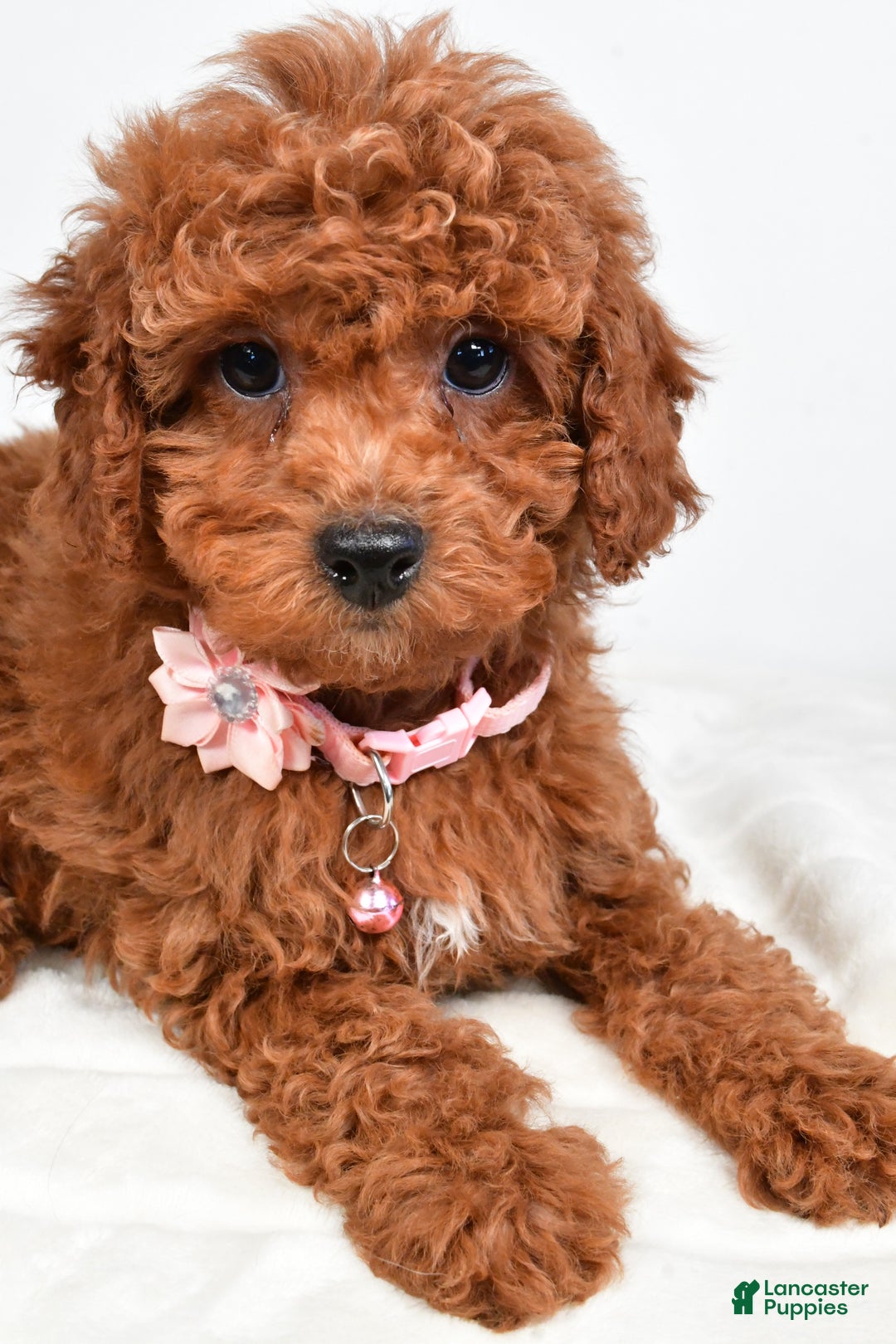 Cavapoo dogs for sale: Serena - Ad 9