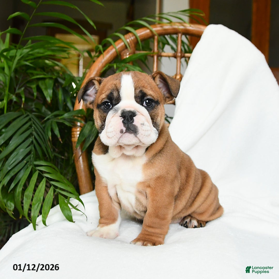 English Bulldog dogs for sale: Monroe - Ad 5