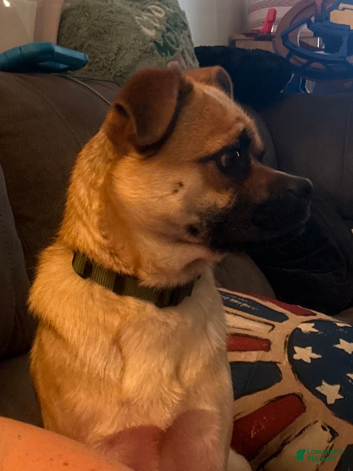 Jug dogs Otis - Ad 4