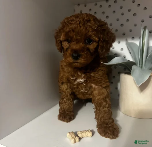 Gallery Image {{count}}