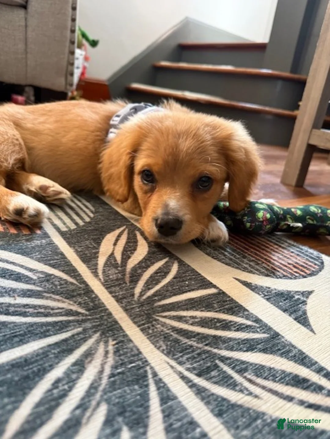 Mixed Breed dogs for sale: Mixed Breed Puppy 1 - Ad 1