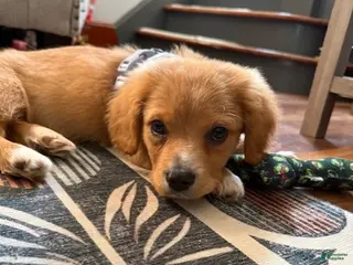 Mixed Breed dogs Mixed Breed Puppy 1 - Ad 34