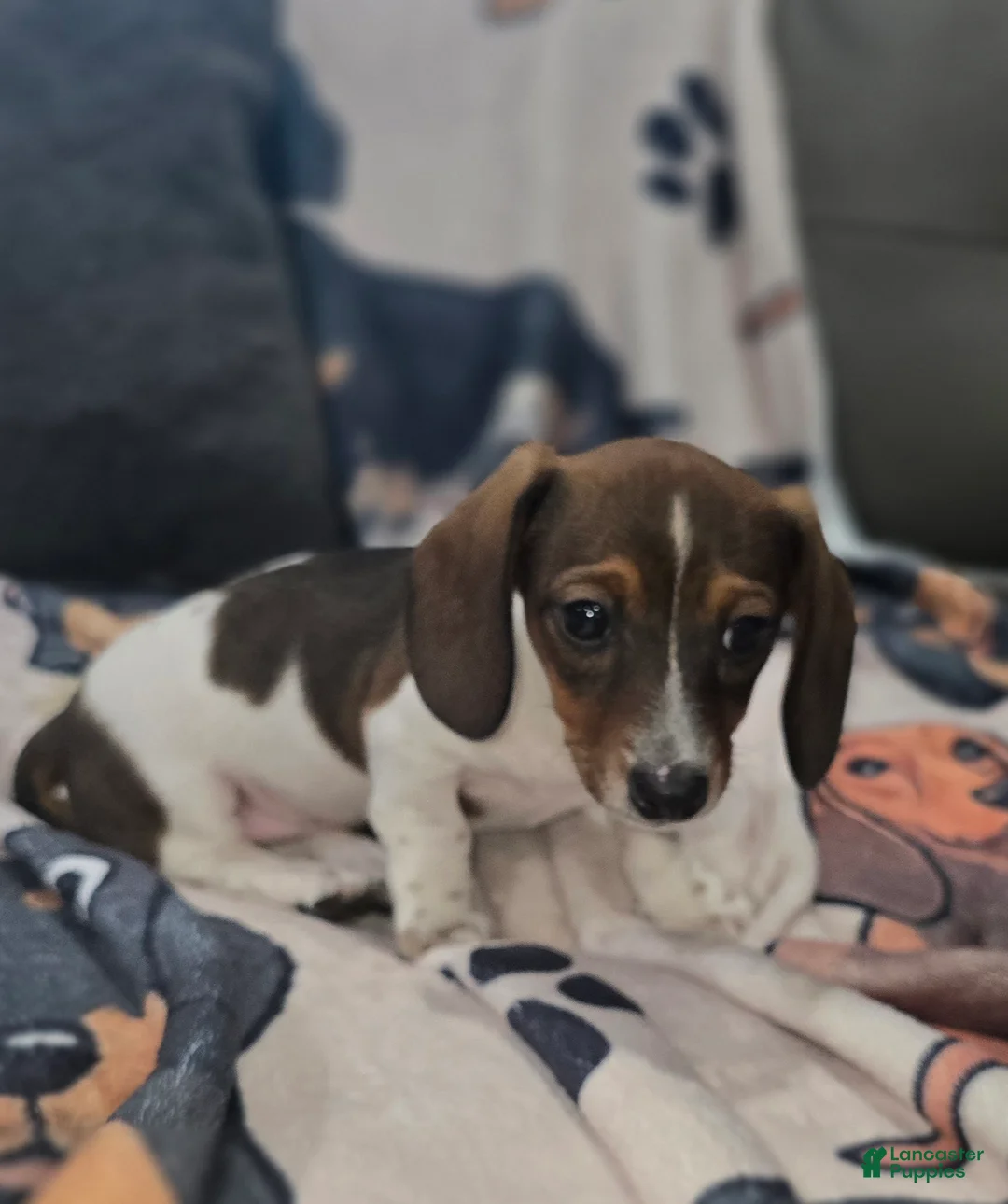 Dachshund dogs for sale: Tankerbell - mini - Ad 2