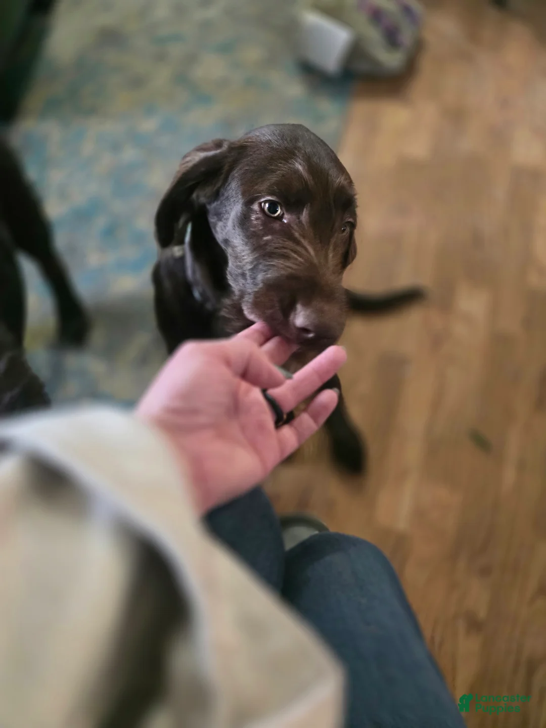 Labradoodle dogs for sale: Red - Ad 2