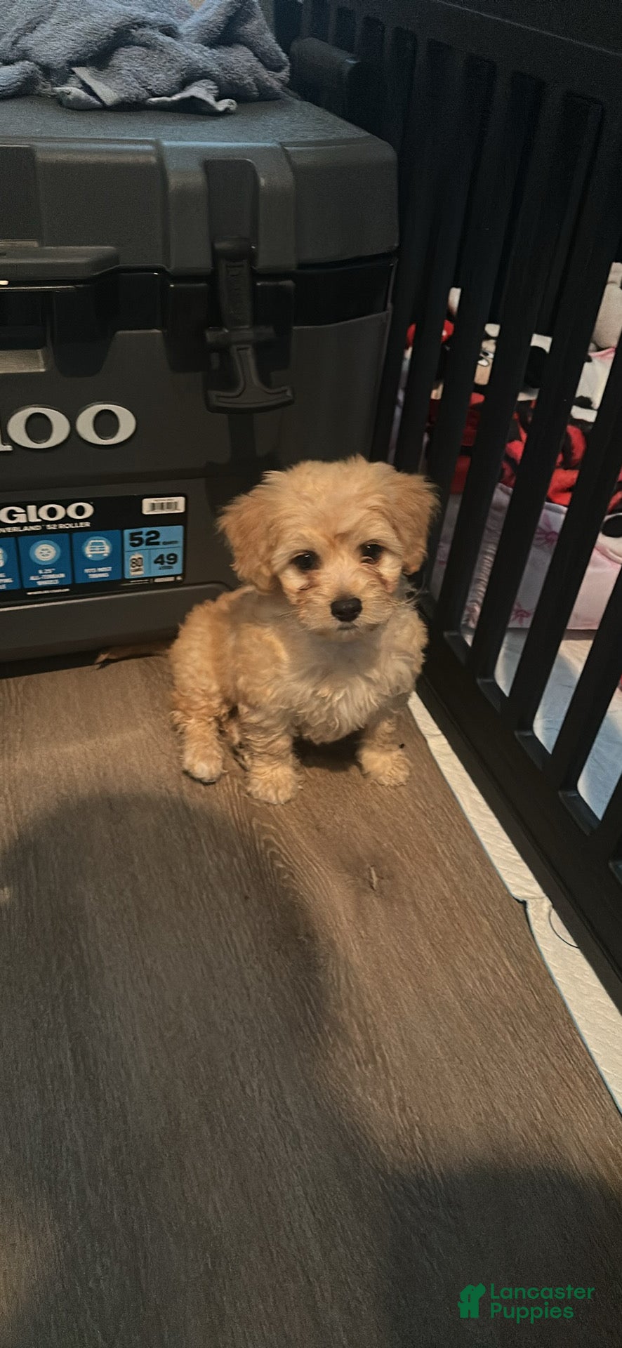 Maltipoo dogs Maltipoo Puppy 2 - Ad 10