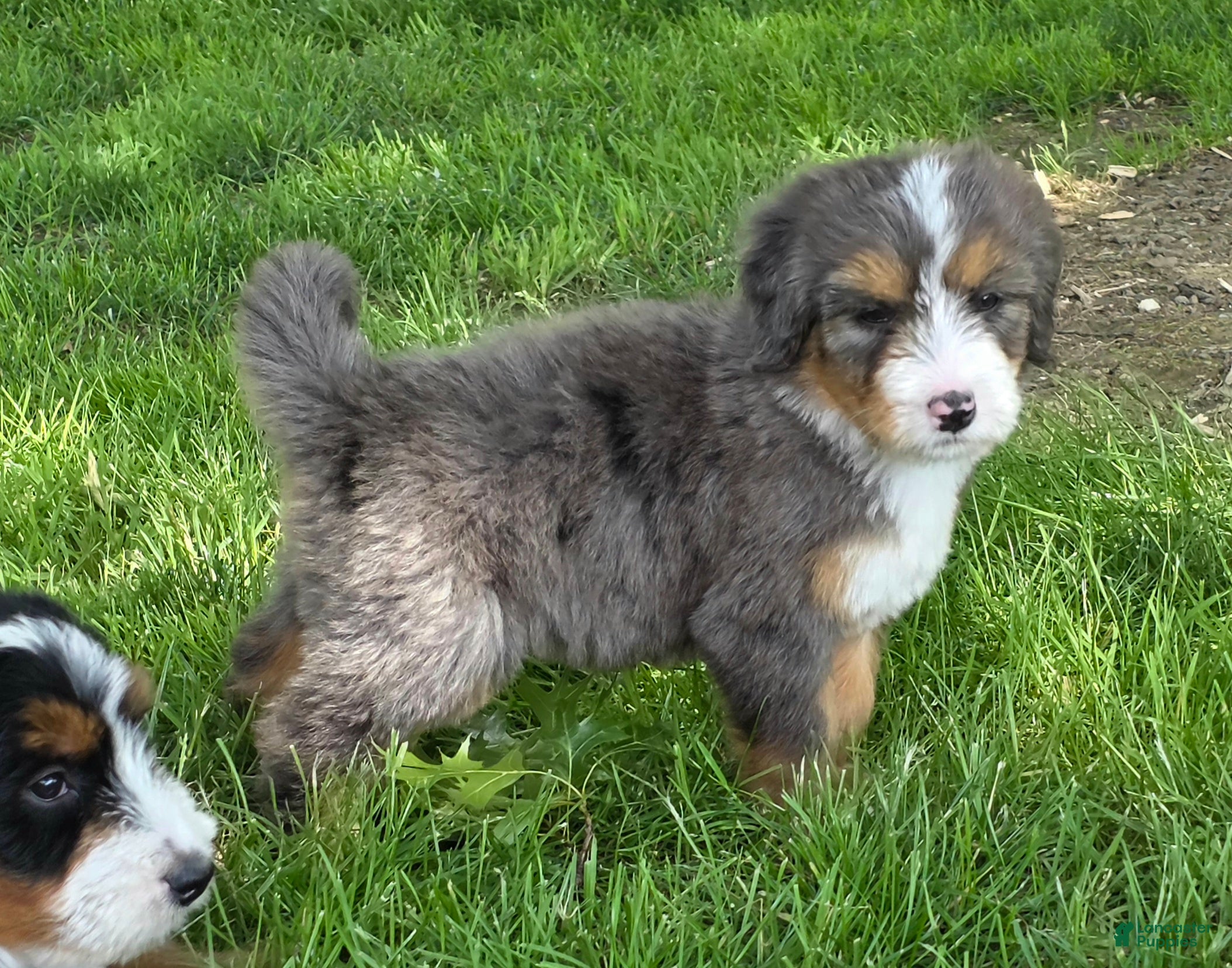 Bernedoodle dogs Pixie - Ad 1