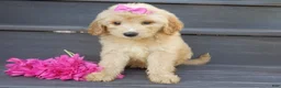 Mini Goldendoodle dogs for sale: Penny (medium) - Ad 3