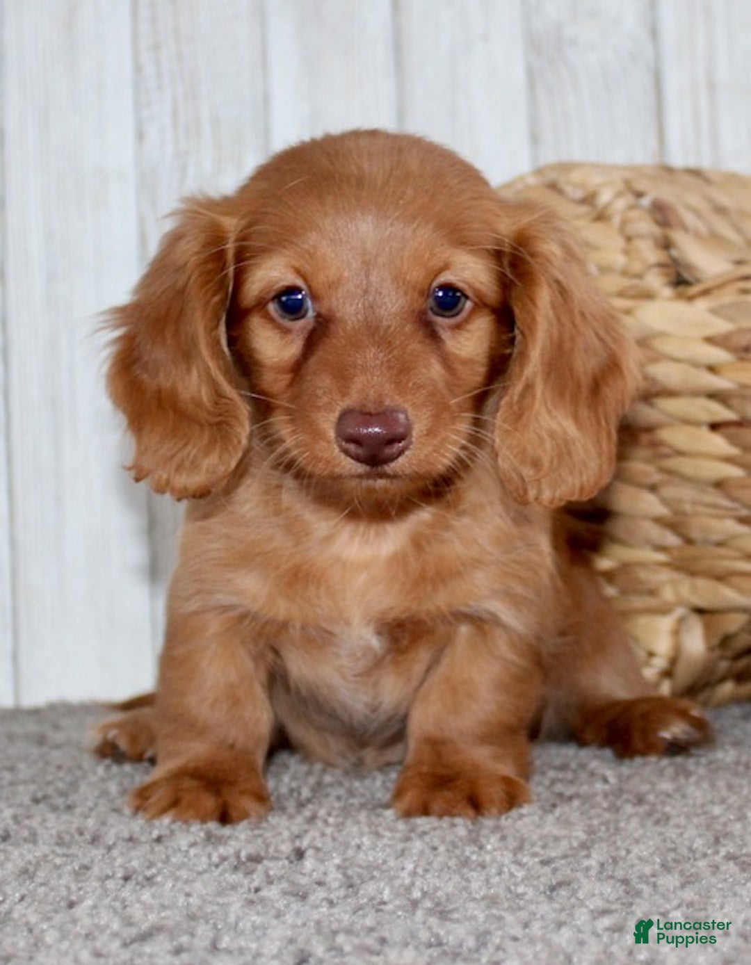 Miniature Dachshund dogs for sale: Olivia - Ad 2