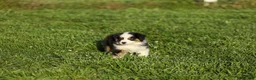 Miniature Australian Shepherd dogs for sale: Ladon Miniature Australian Shepherd Puppy  - Ad 3