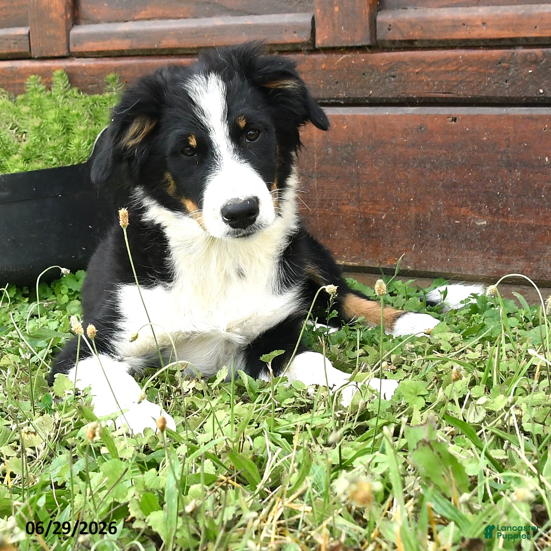 Australian Shepherd dogs Chrysanthemum - Ad 1