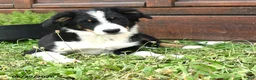 Australian Shepherd dogs for sale: Chrysanthemum - Ad 3