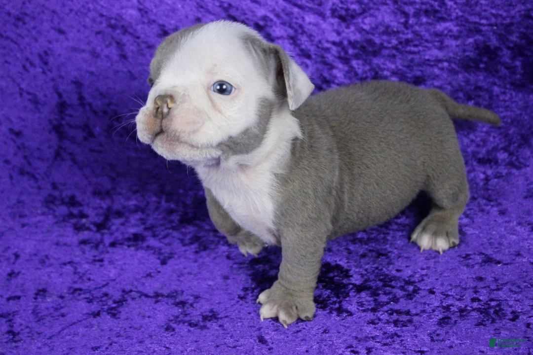 American Bully dogs for sale: Lilac/White Male - Ad 9