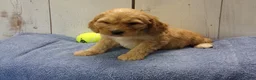 Cockapoo dogs for sale: Baxter - Ad 2