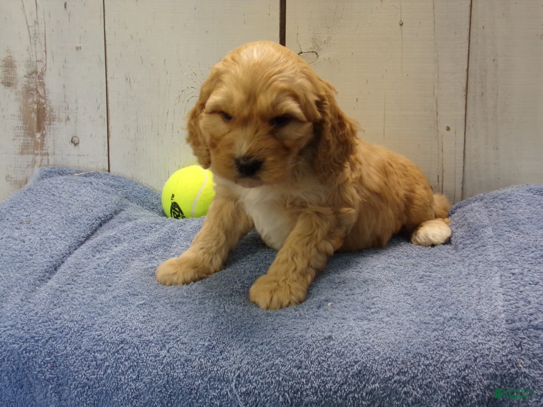 Cockapoo dogs for sale: Baxter - Ad 2