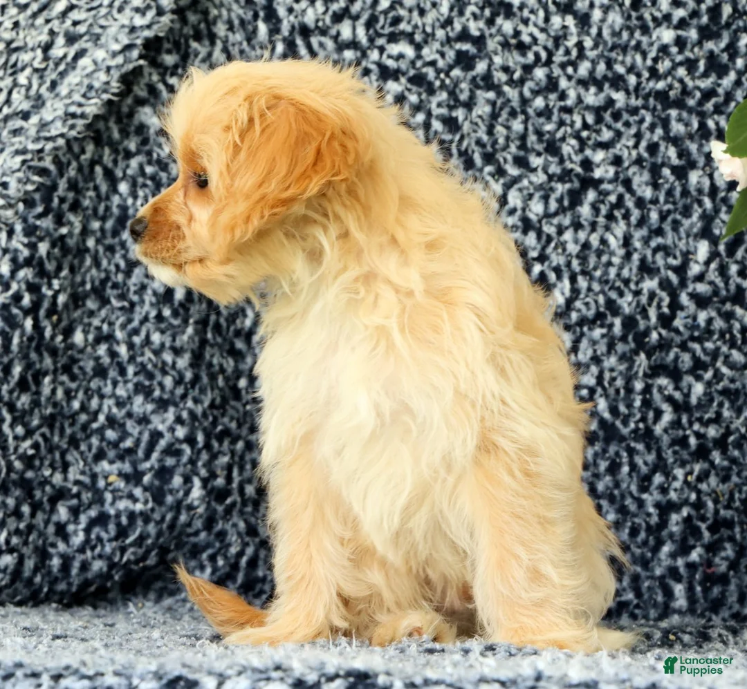 Cavapoo dogs for sale: Winston - Ad 2