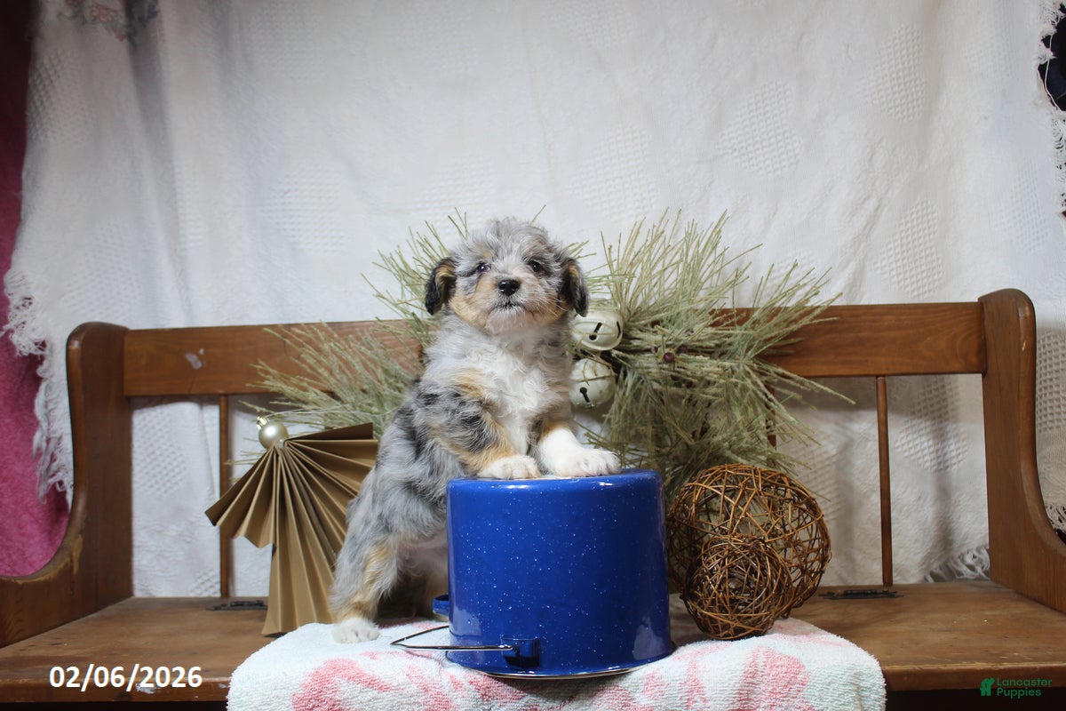 Corgipoo dogs Molly - Ad 2