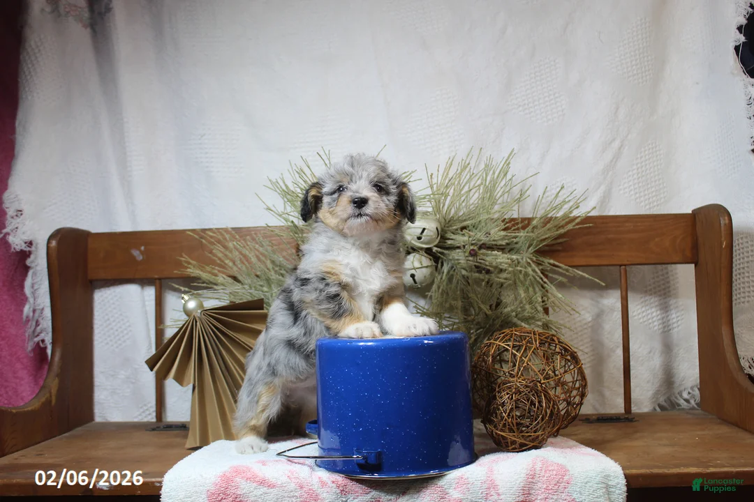 Corgipoo dogs for sale: Molly - Ad 2