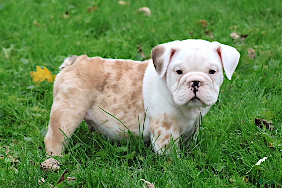 English Bulldog dogs Konig - Ad 1