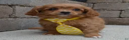Cavapoo dogs for sale: Charlie - Ad 8