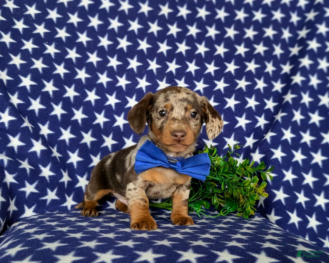 Miniature Dachshund dogs for sale: Vaughn - Ad 9