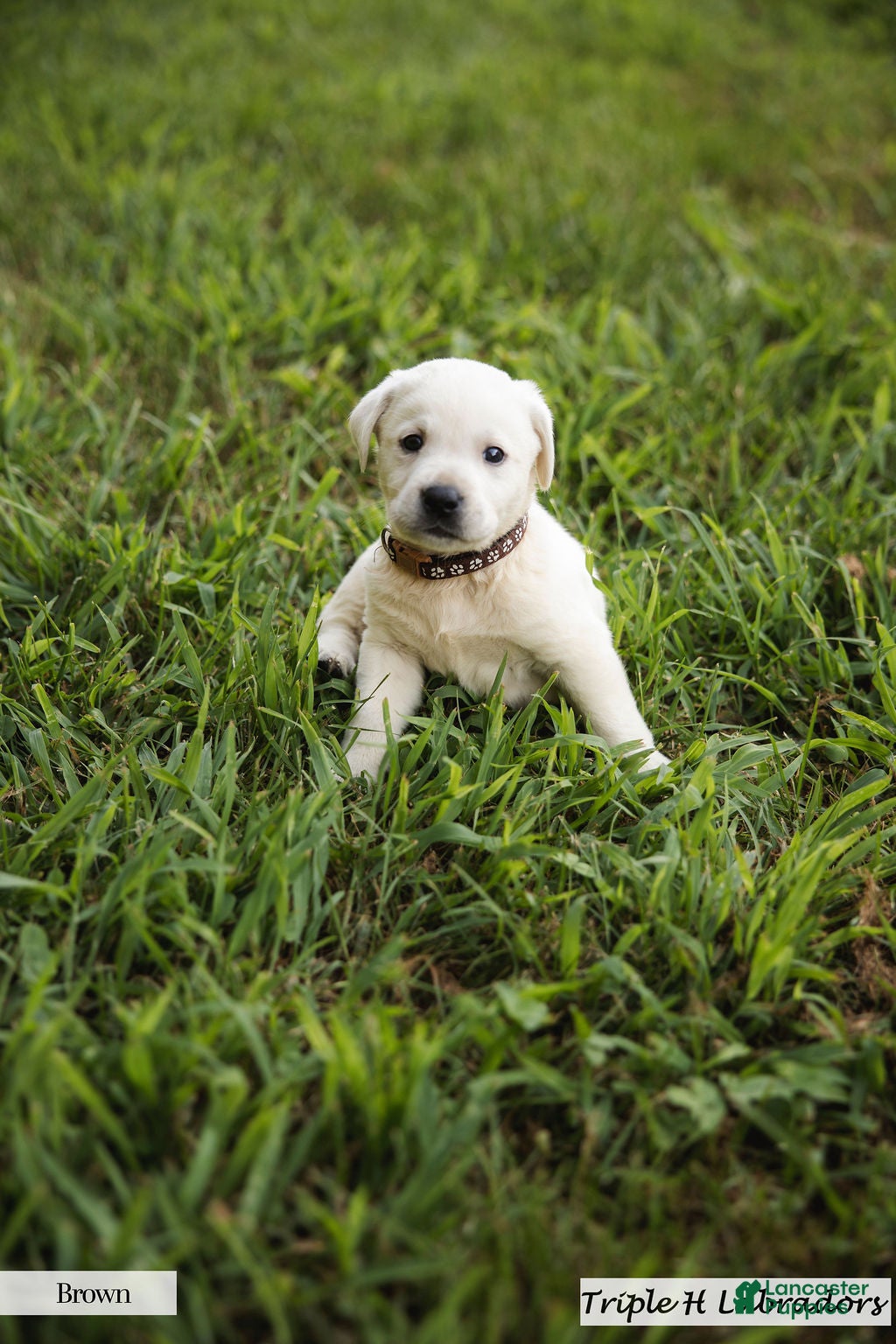 Labrador Retriever dogs Brown Collar - Ad 2