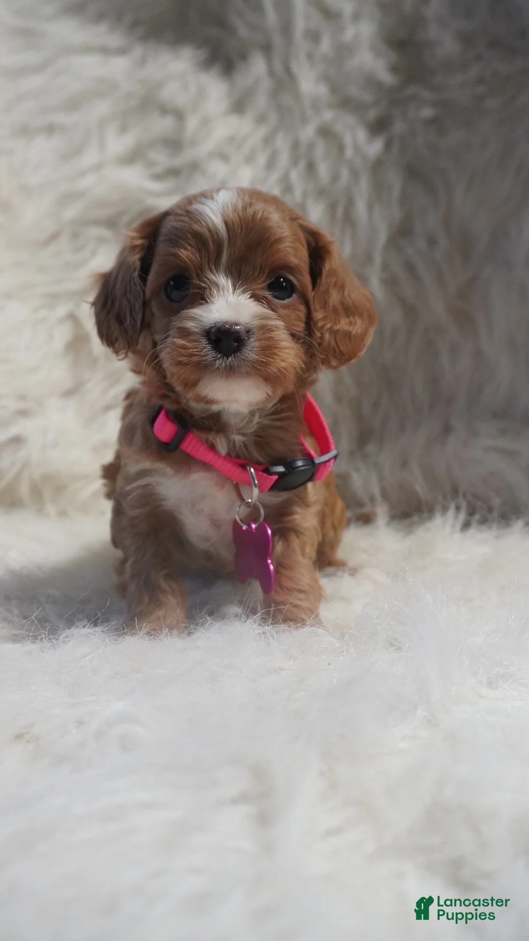 Cavapoo dogs for sale: Sadie - Ad 3