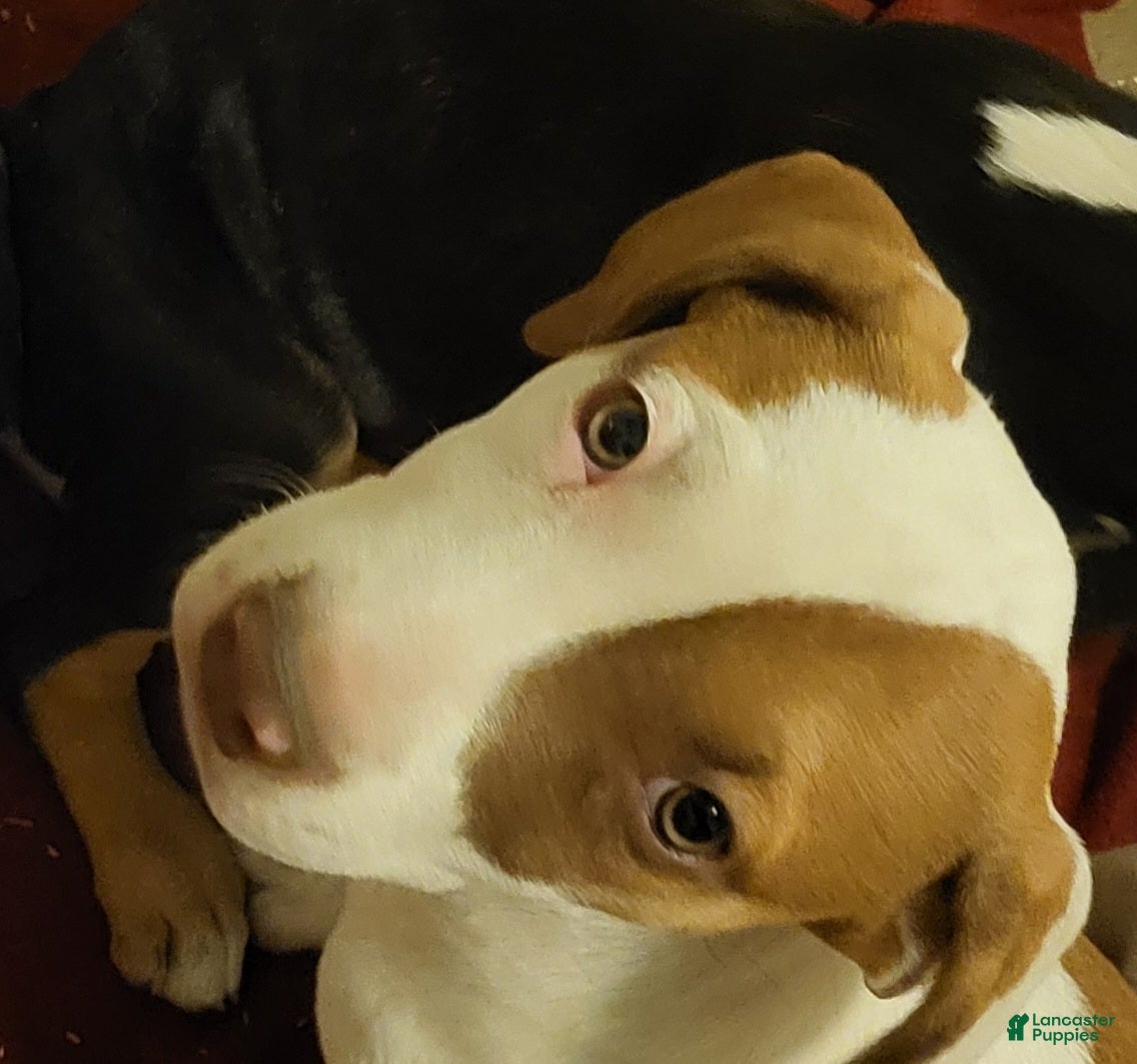 Mixed Breed dogs Rorsey - Ad 31