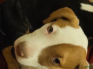 Mixed Breed dogs Rorsey - Ad 31