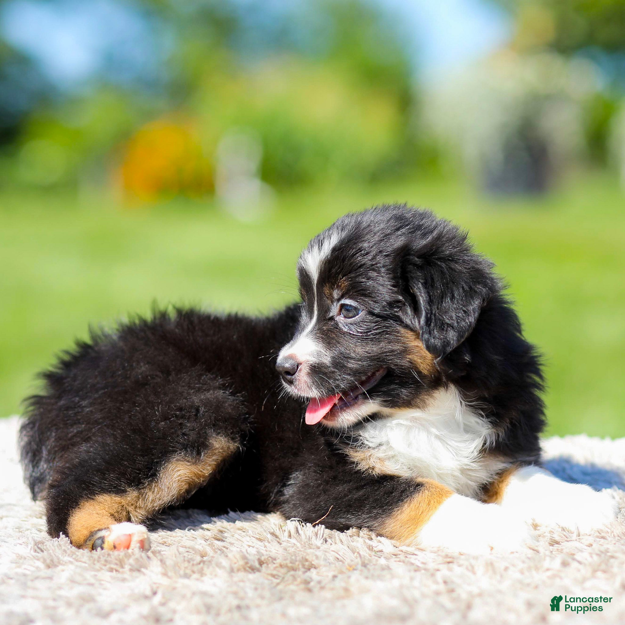Miniature Australian Shepherd dogs Heather - Ad 2