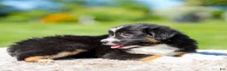 Miniature Australian Shepherd dogs for sale: Heather - Ad 2