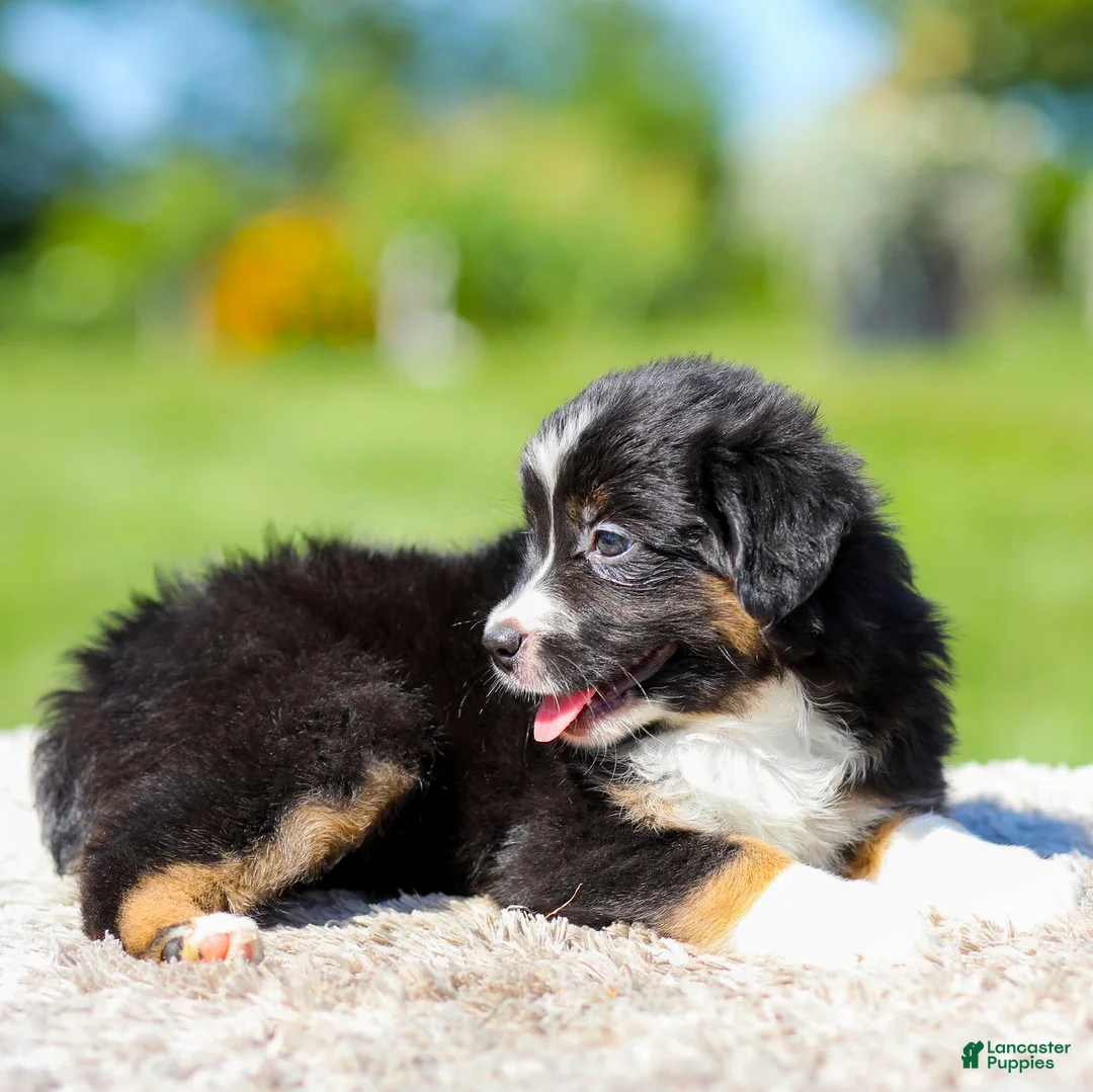 Miniature Australian Shepherd dogs for sale: Heather - Ad 2