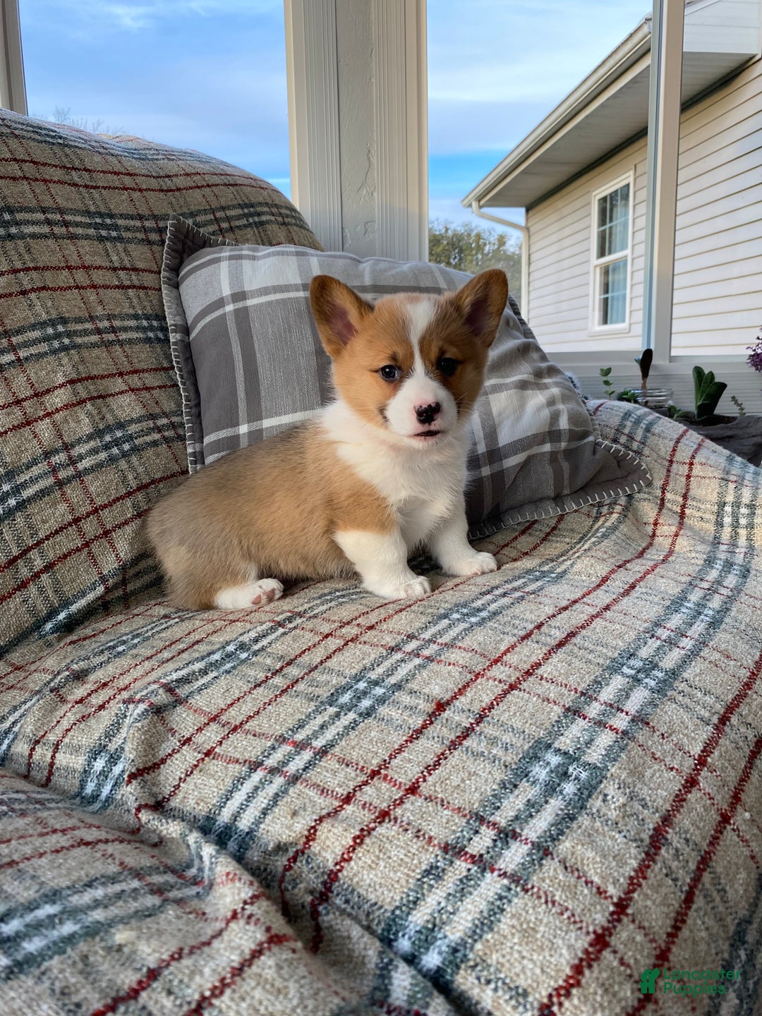 Welsh Corgi Pembroke dogs for sale: Welsh Corgi Pembroke Puppy 1 - Ad 5