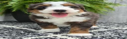 Mini Bernedoodle dogs for sale: Mini Jax - Ad 5