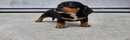 Miniature Dachshund dogs for sale: Rosie - Ad 6