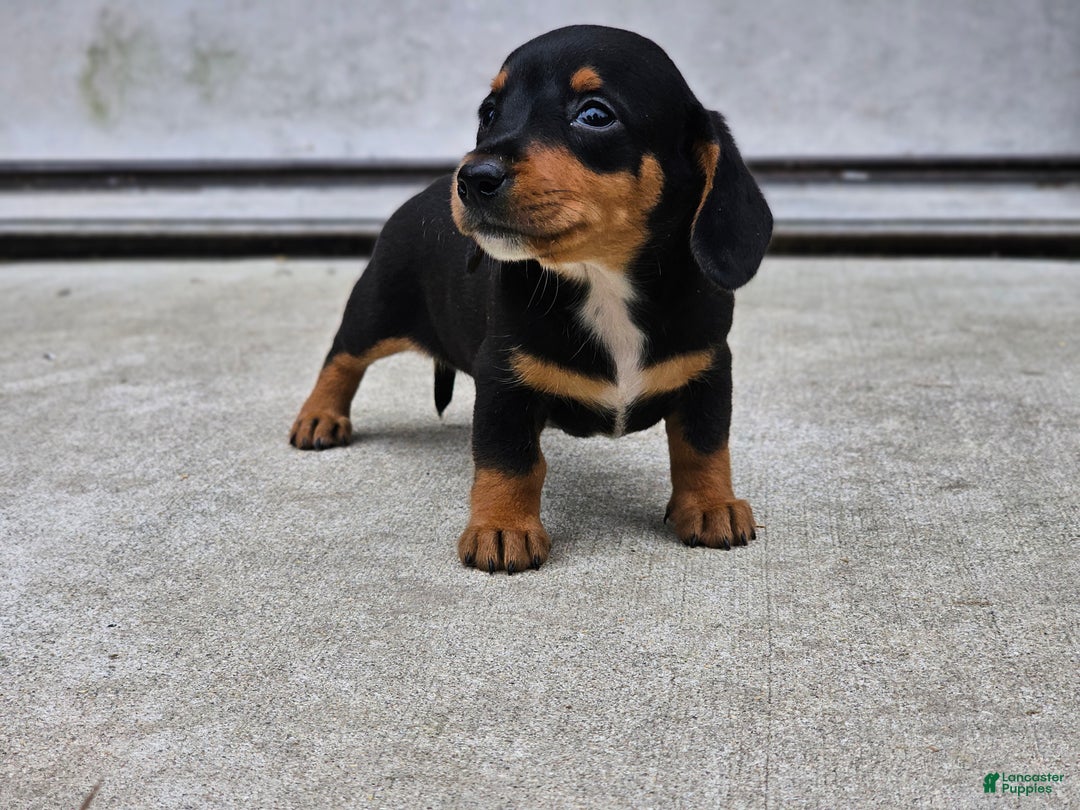 Miniature Dachshund dogs for sale: Rosie - Ad 6
