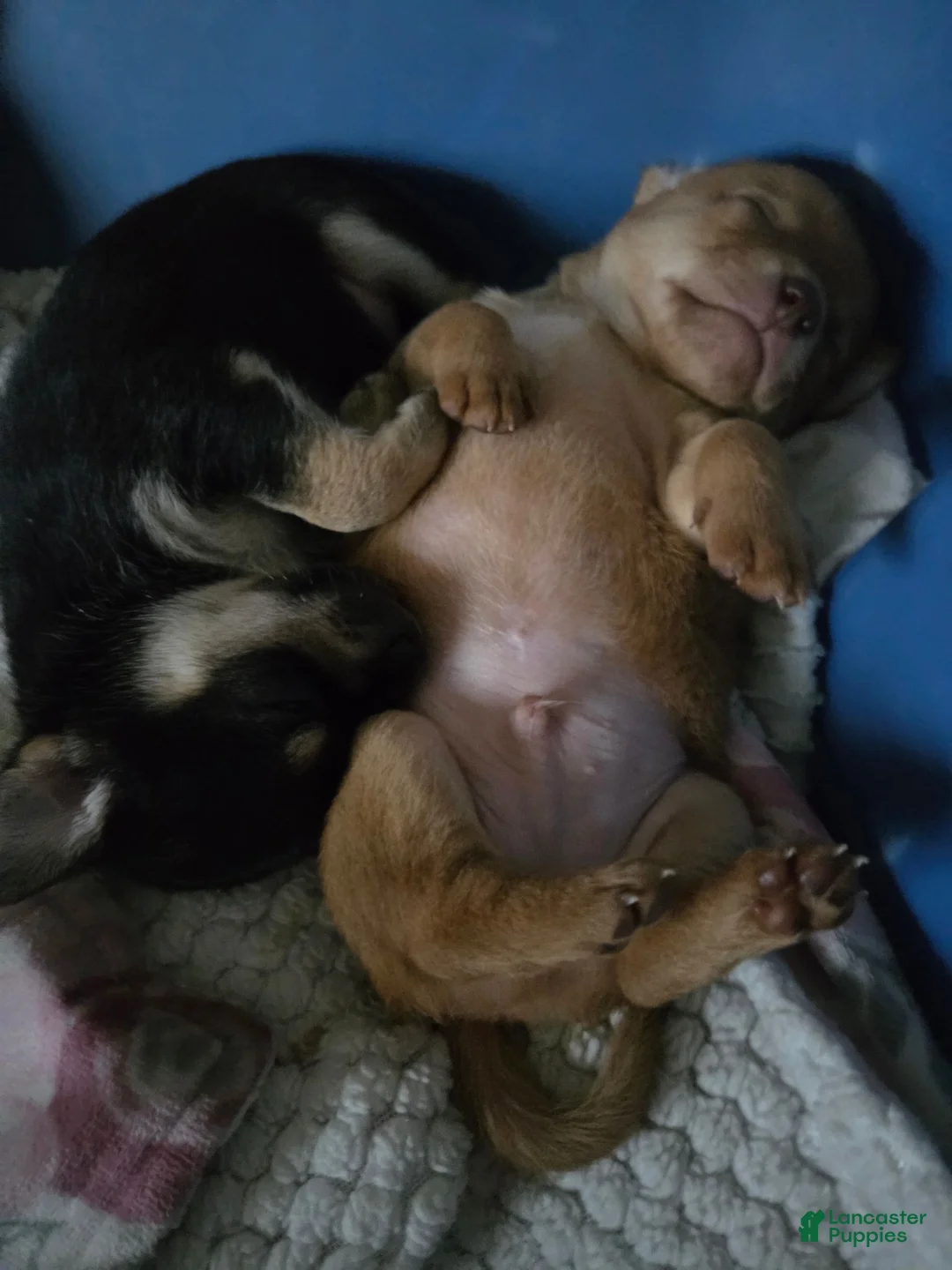 Pomchi dogs for sale: Pomchi 2 - Ad 8