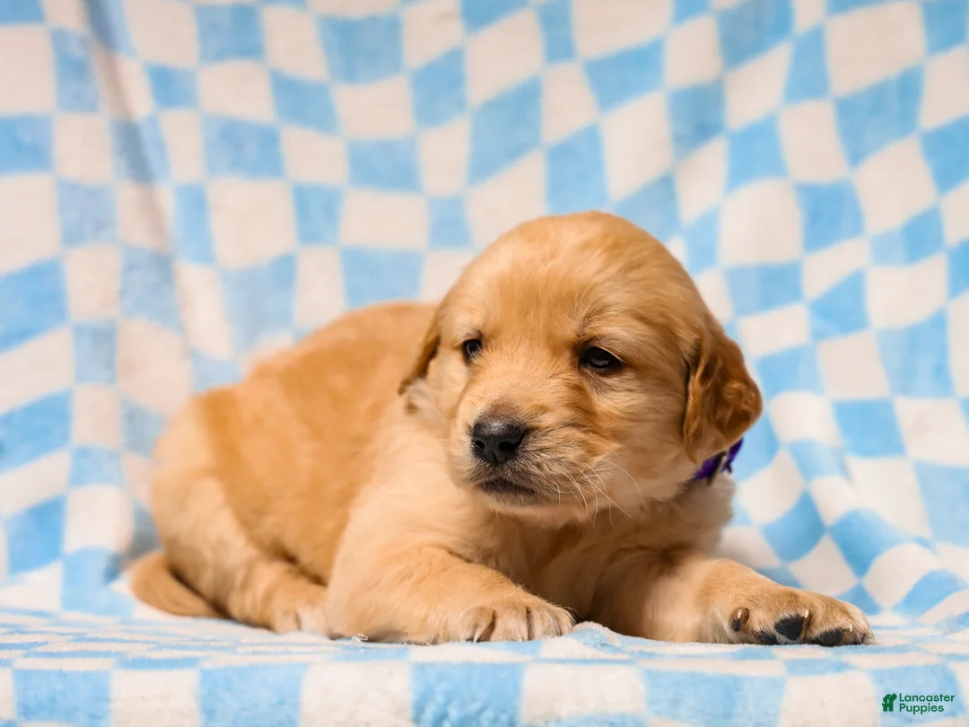 Golden Retriever dogs for sale: Donavan AKC Golden Retriever Pup - Ad 2