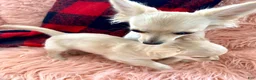 Chiweenie dogs for sale: Chiweenie 1 - Ad 10