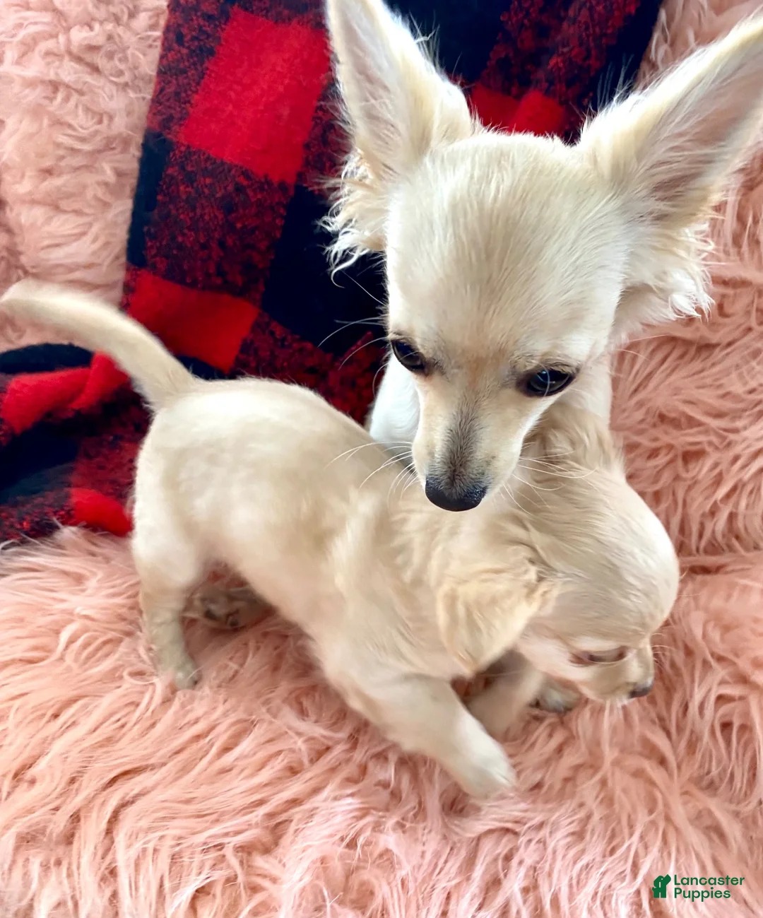 Chiweenie dogs for sale: Chiweenie 1 - Ad 10