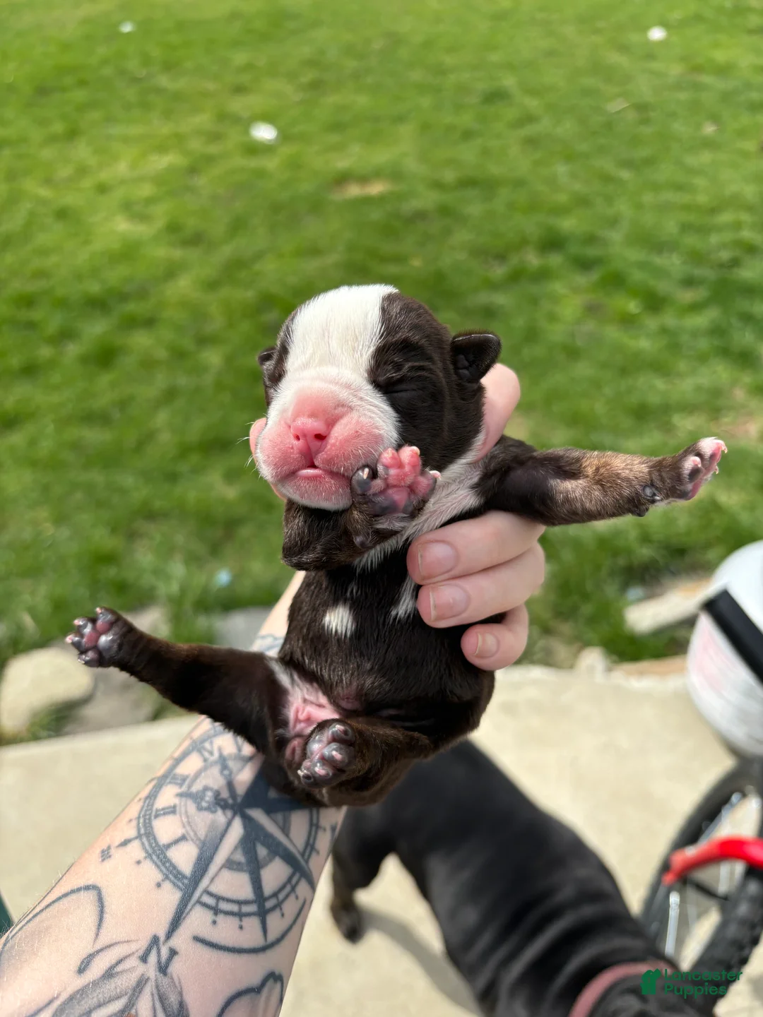 Olde English Bulldogge dogs for sale: Olde English Bulldogge Puppy 5 - Ad 2