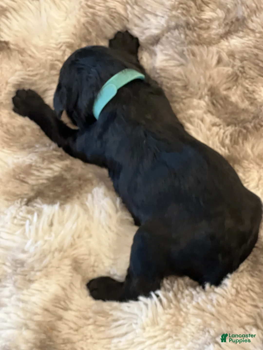Giant Schnauzer dogs for sale: Theodore - Ad 3